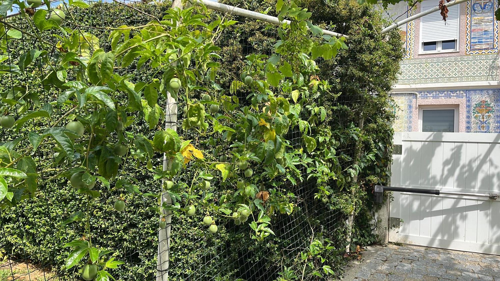 Citrus Tree House, Private Pool And Garden. Villa Angeja Ngoại thất bức ảnh